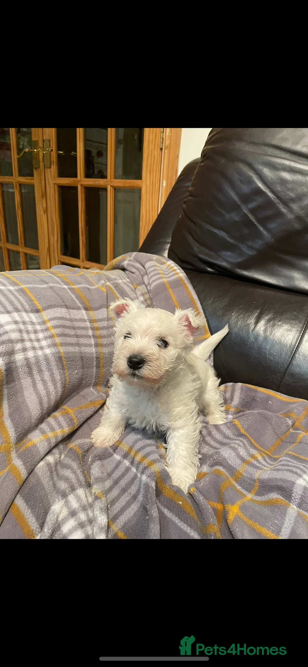 West Highland Terrier dogs for sale: Adorable West Highland Terrier Puppy - Advert 2