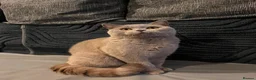 British Shorthair cats for sale: Multicolour GCCF Registered BSH kittens - Advert 3
