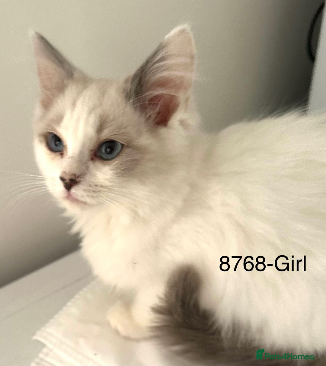 Ragdoll cats for sale: Gorgeous Ragdolls - Advert 5