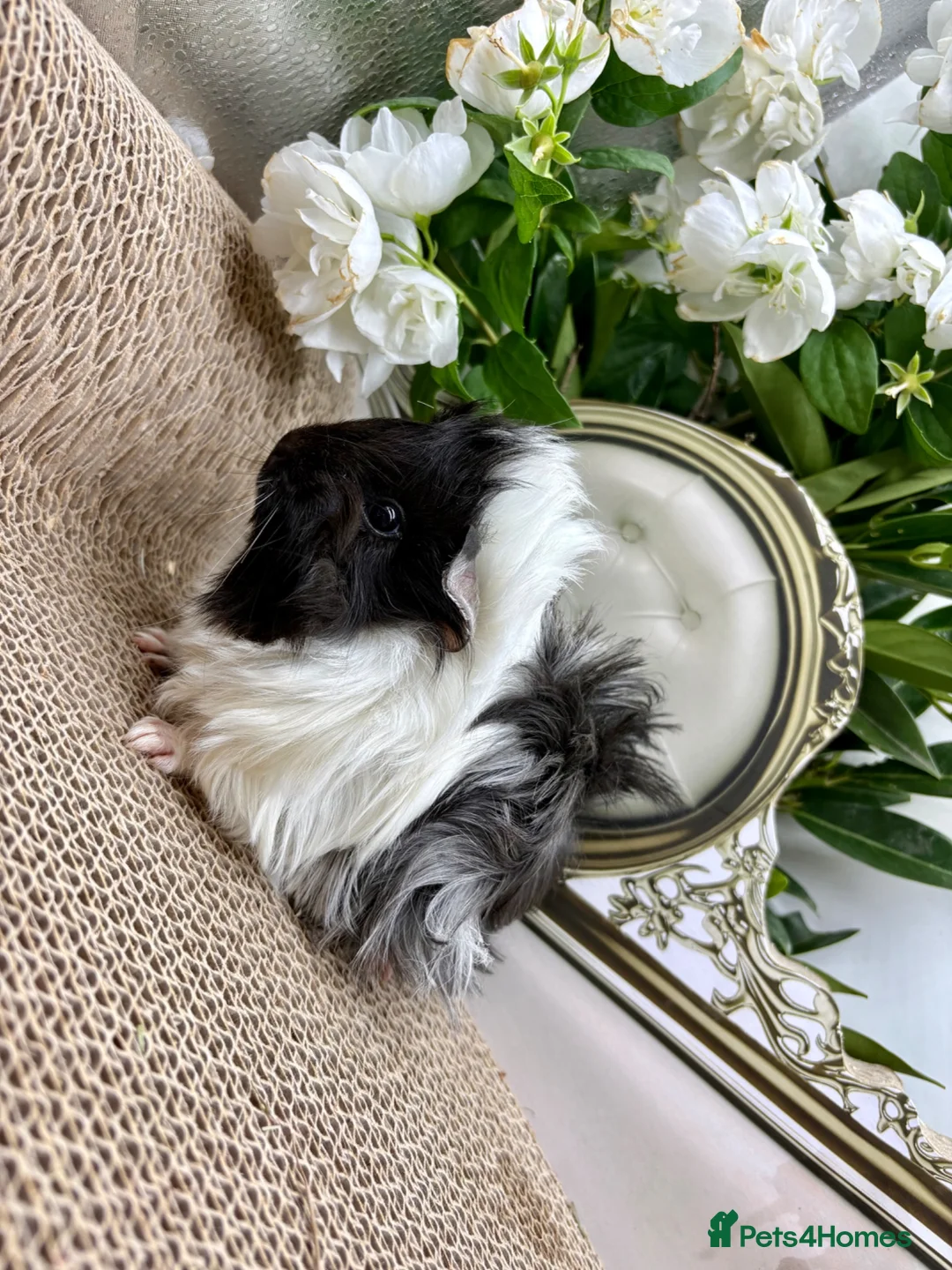 Guinea Pig rodents for sale: 16 Guinea pigs for sale 🩵Boys  - Advert 13