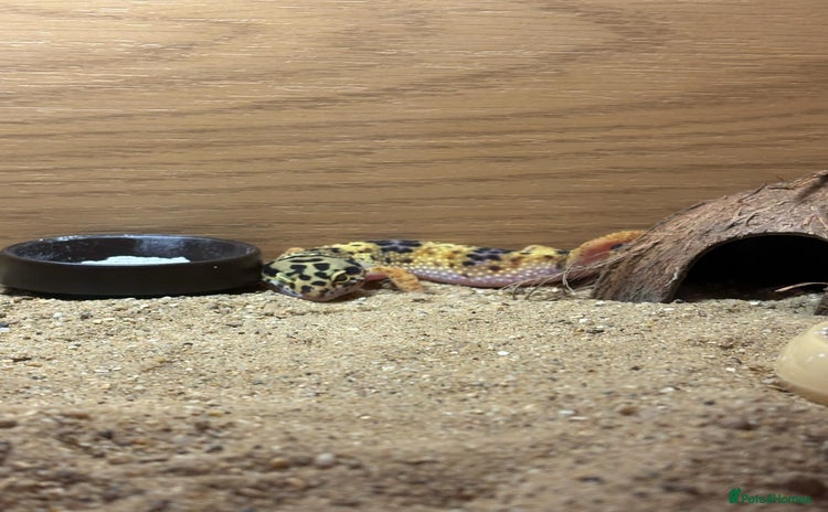 Leopard Gecko reptiles - Advert 1