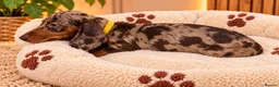Miniature Dachshund dogs for sale: Miniature Dachshund Puppies  - Advert 6