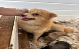 Pomapoo dogs for sale: F1 pomapoo’s - Advert 1