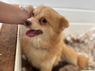 Pomapoo dogs F1 pomapoo’s - Advert 2