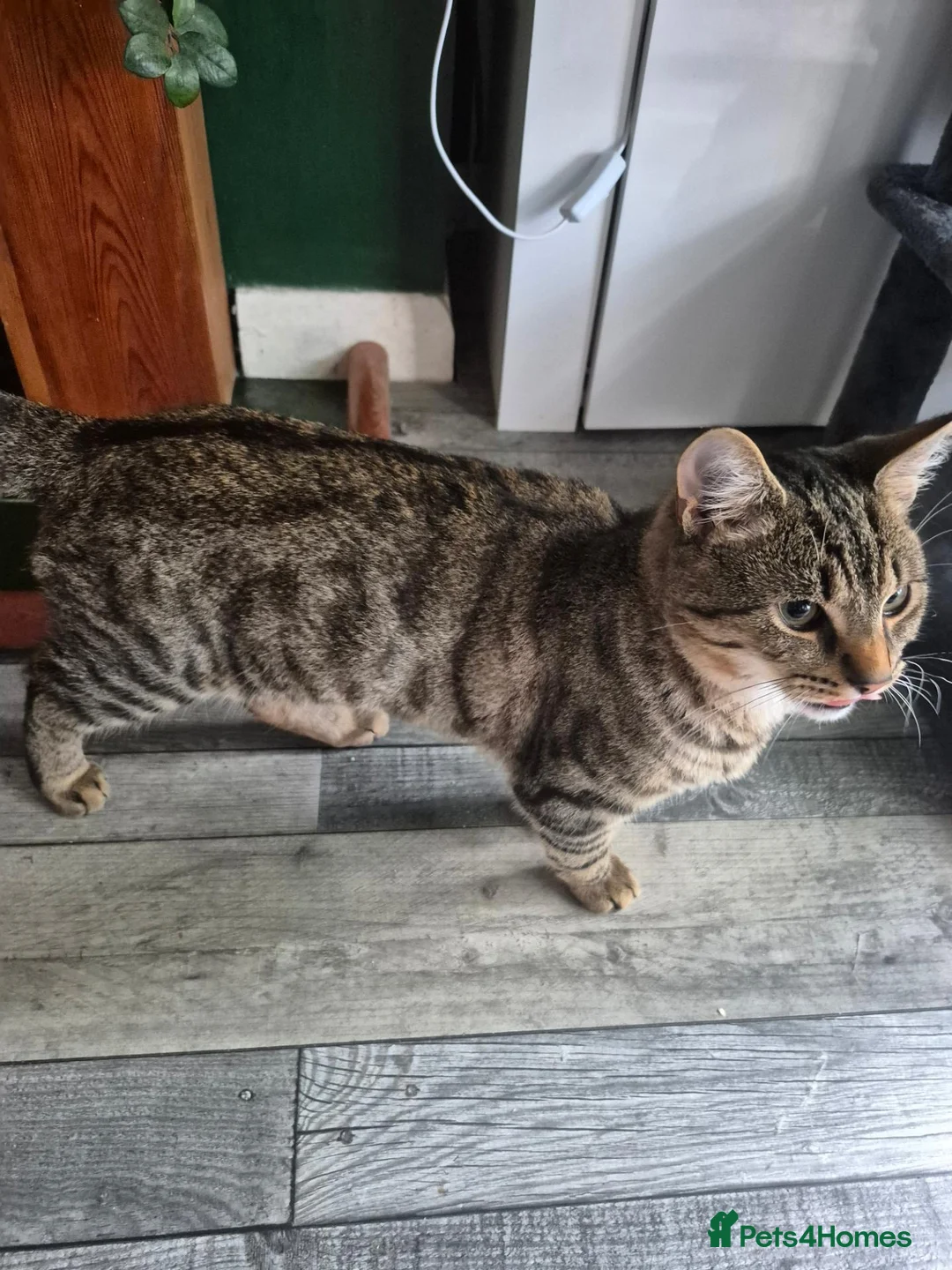 Mixed Breed cats for sale: 7 months old male in Hull - Advert 5
