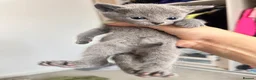 Russian Blue cats for sale: *TOP* Quality Pedigree Russian blue Kittens - Advert 5