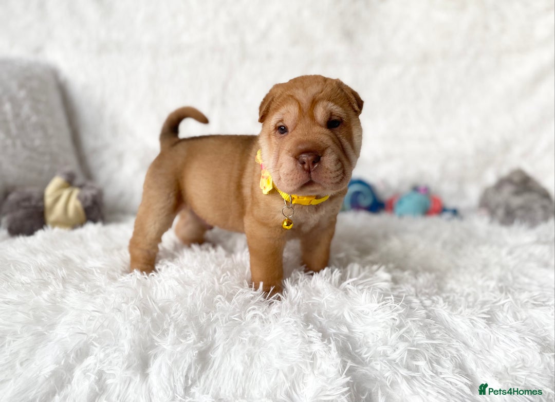 Shar Pei dogs for sale: ⭐️Quality Shar pei puppies for sale⭐️ - Image 25