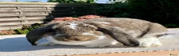 French Lop rabbits for sale: 2 x Agouti Butterfly French Lops - Advert 6