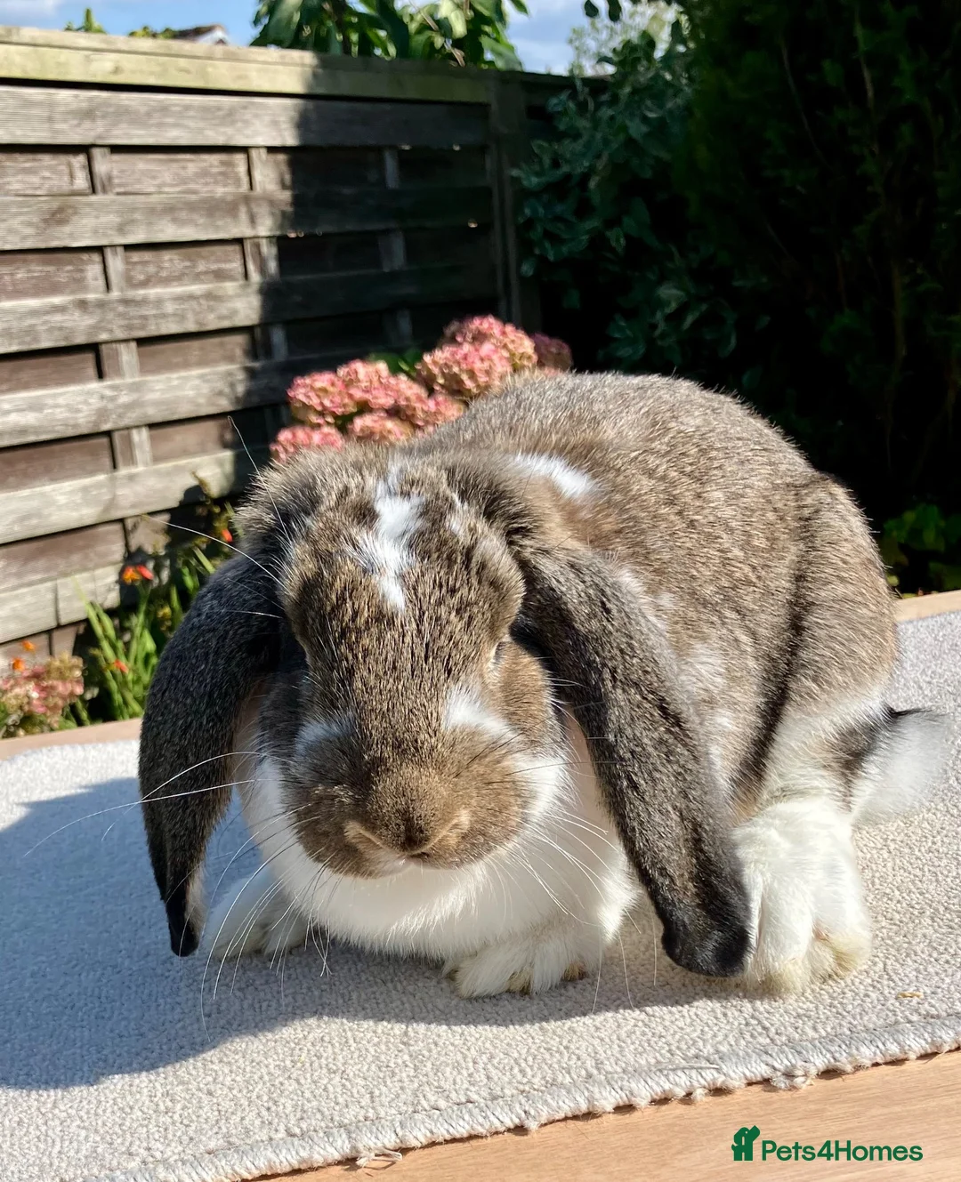 French Lop rabbits for sale: 2 x Agouti Butterfly French Lops - Advert 6