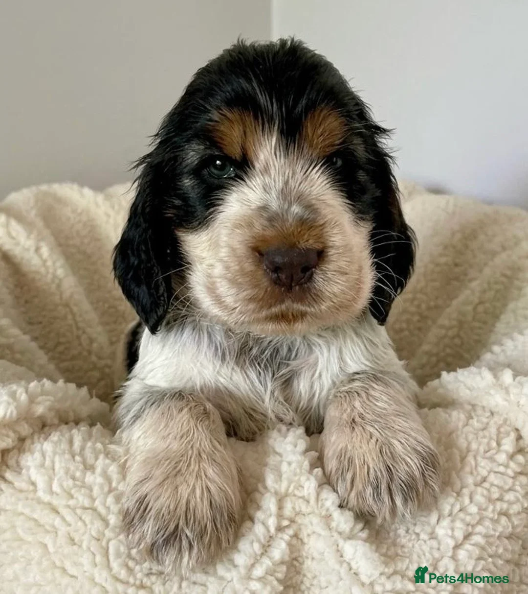 Cocker Spaniel dogs for sale: Cocker Spaniel Show Type - Advert 30