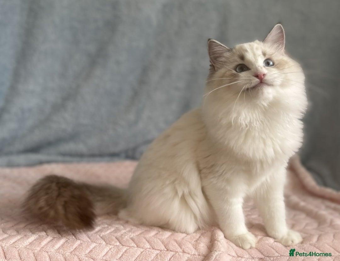 Ragdoll cats for sale: Playful Pedigree Ragdoll Kittens Available - Advert 17
