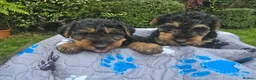 Welsh Terrier dogs for sale: Gorgeous welsh terriers puppies  - Advert 7