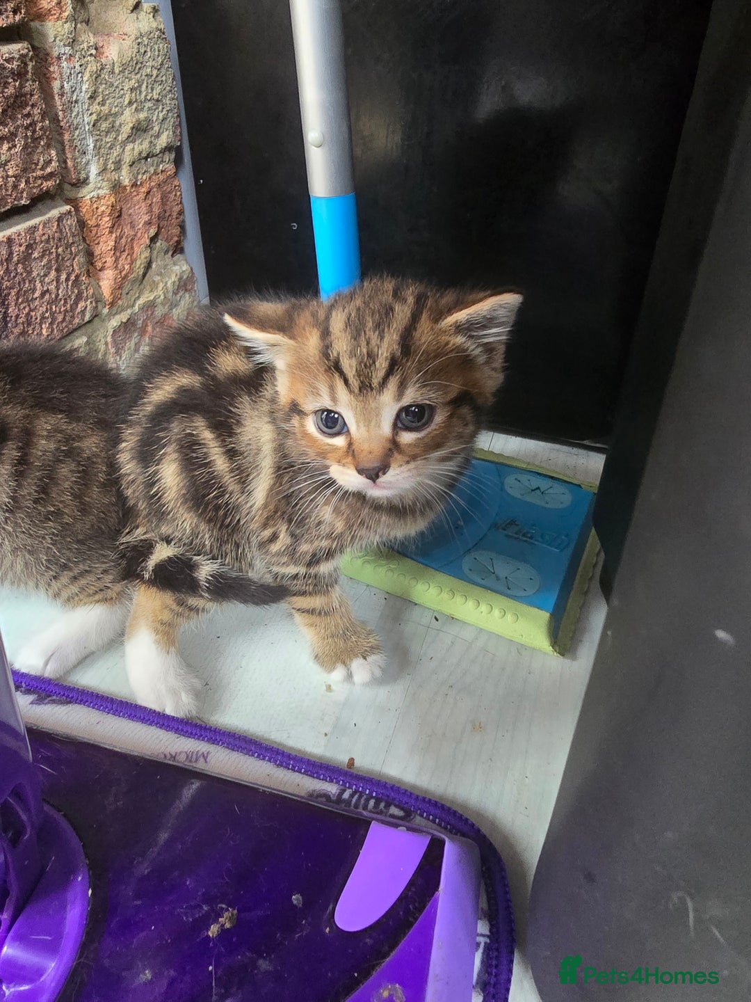 Mixed Breed cats for sale: Kittens - Image 6