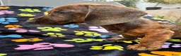 Dachshund dogs for sale: Dachshund Puppies ready for their forever homes - Advert 20