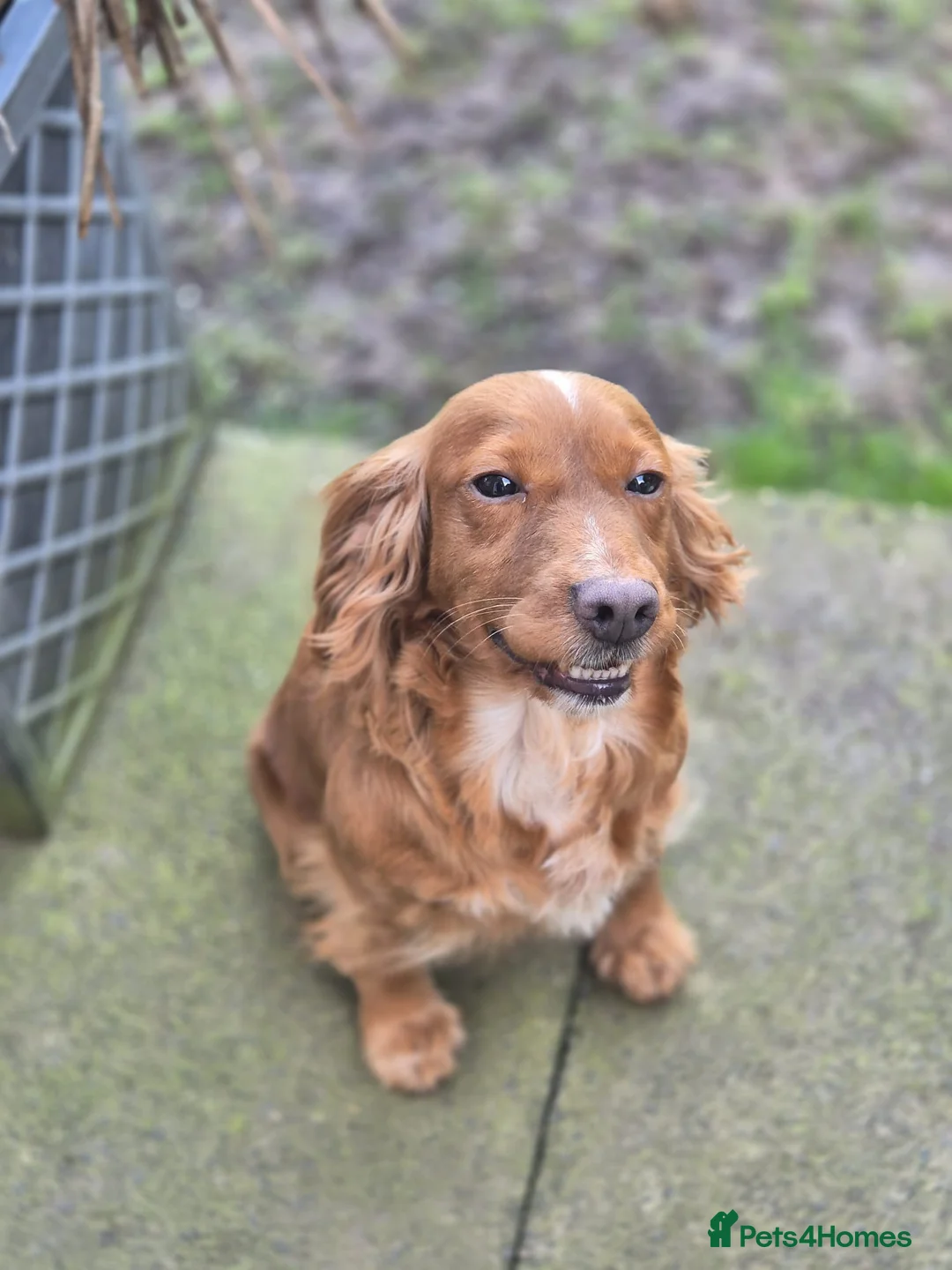 Cocker Spaniel dogs for sale: Beautiful cocker spaniel looking for forever home - Advert 2