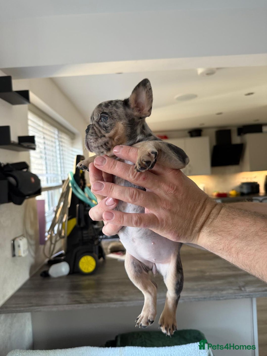French Bulldog dogs for sale: French bulldog - Image 23