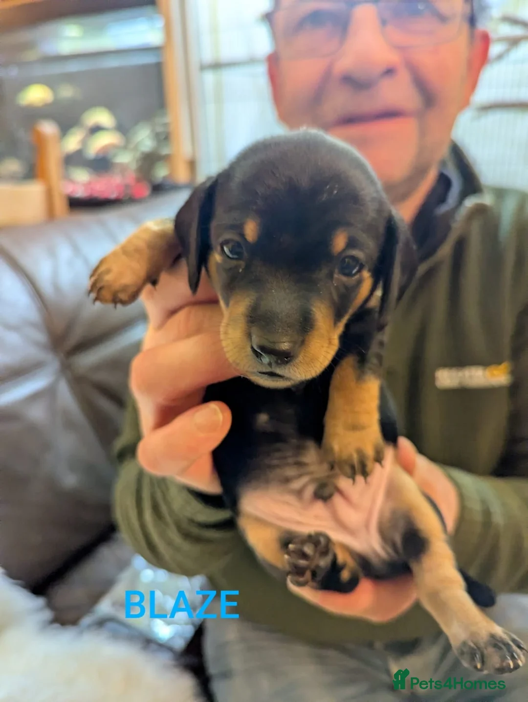 Miniature Dachshund dogs for sale: KC Reg Mini Dachshund Puppies –Loving Homes Only!  - Advert 20