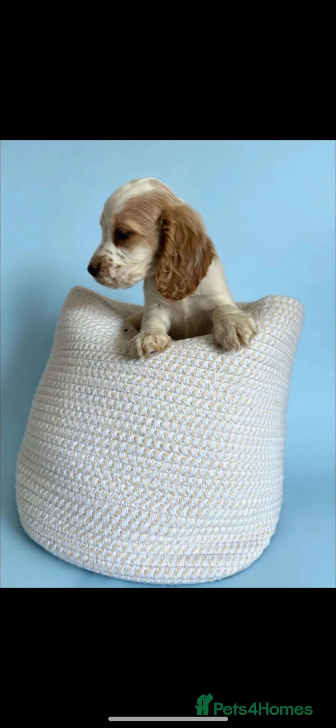 Cocker Spaniel dogs for sale: Cockerspaniel puppies  - Advert 2