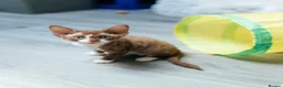 Devon Rex cats for sale: Adorable GCCF Registered Devon Rex Kittens - Advert 3