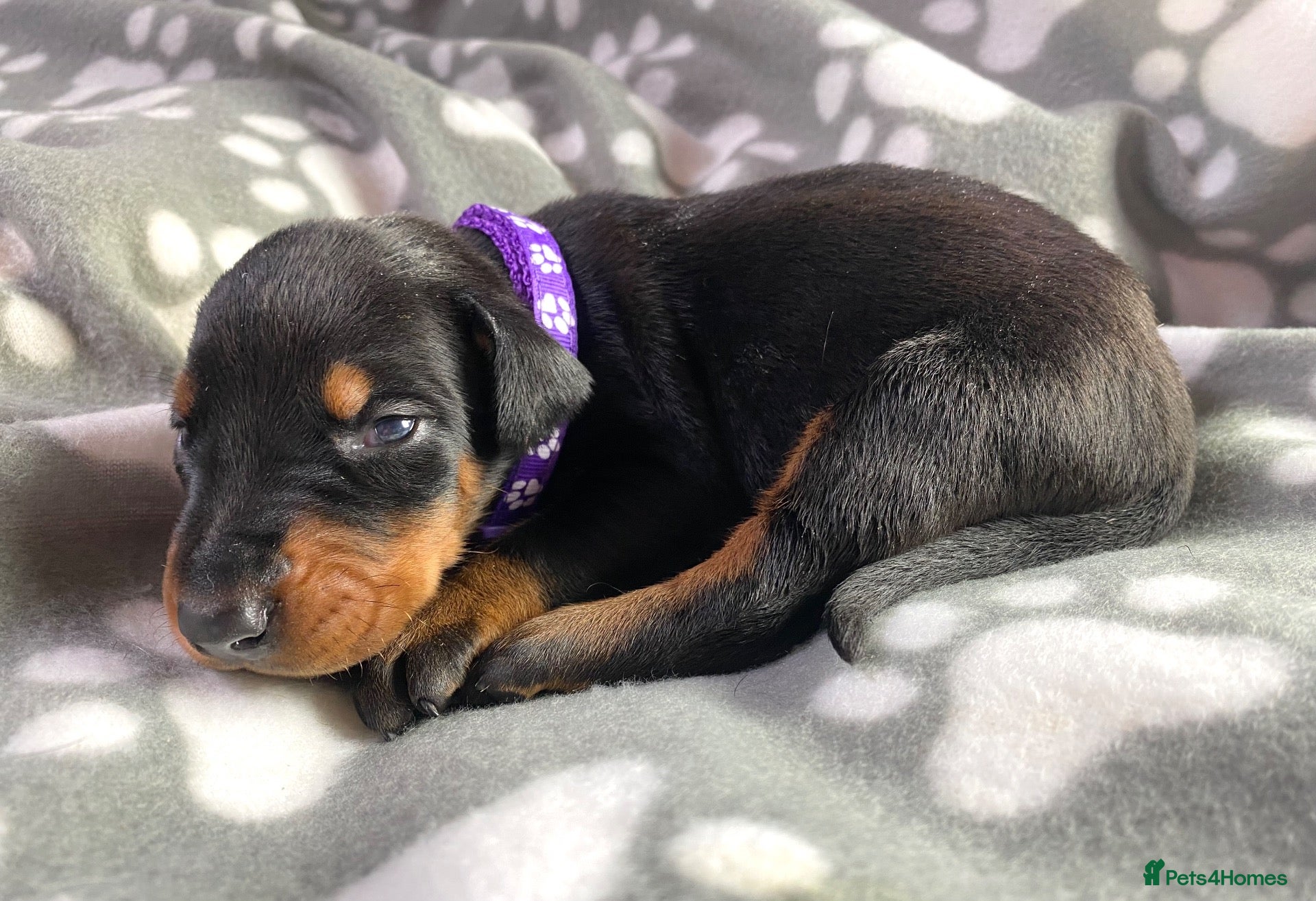 Dobermann dogs KC REGISTERED DOBERMAN PUPPIES - Advert 18