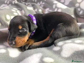 Dobermann dogs KC REGISTERED DOBERMAN PUPPIES - Advert 18