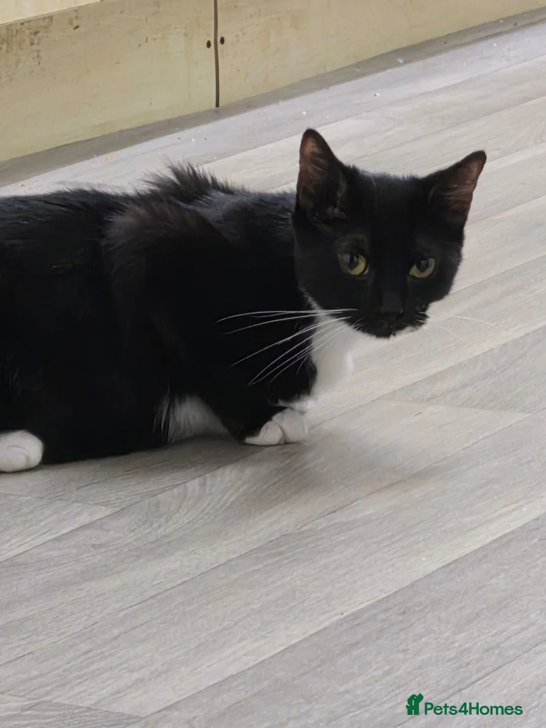 Mixed Breed cats for sale: Mixed breed cat - Advert 1
