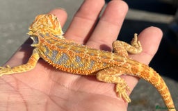Bearded Dragon reptiles for sale: Various Hi End Bearded Dragons - Image 5