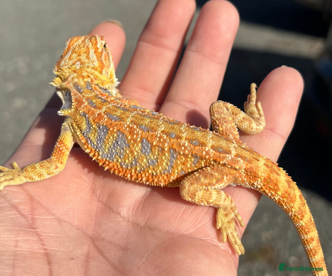 Bearded Dragon reptiles for sale: Various Hi End Bearded Dragons - Image 5