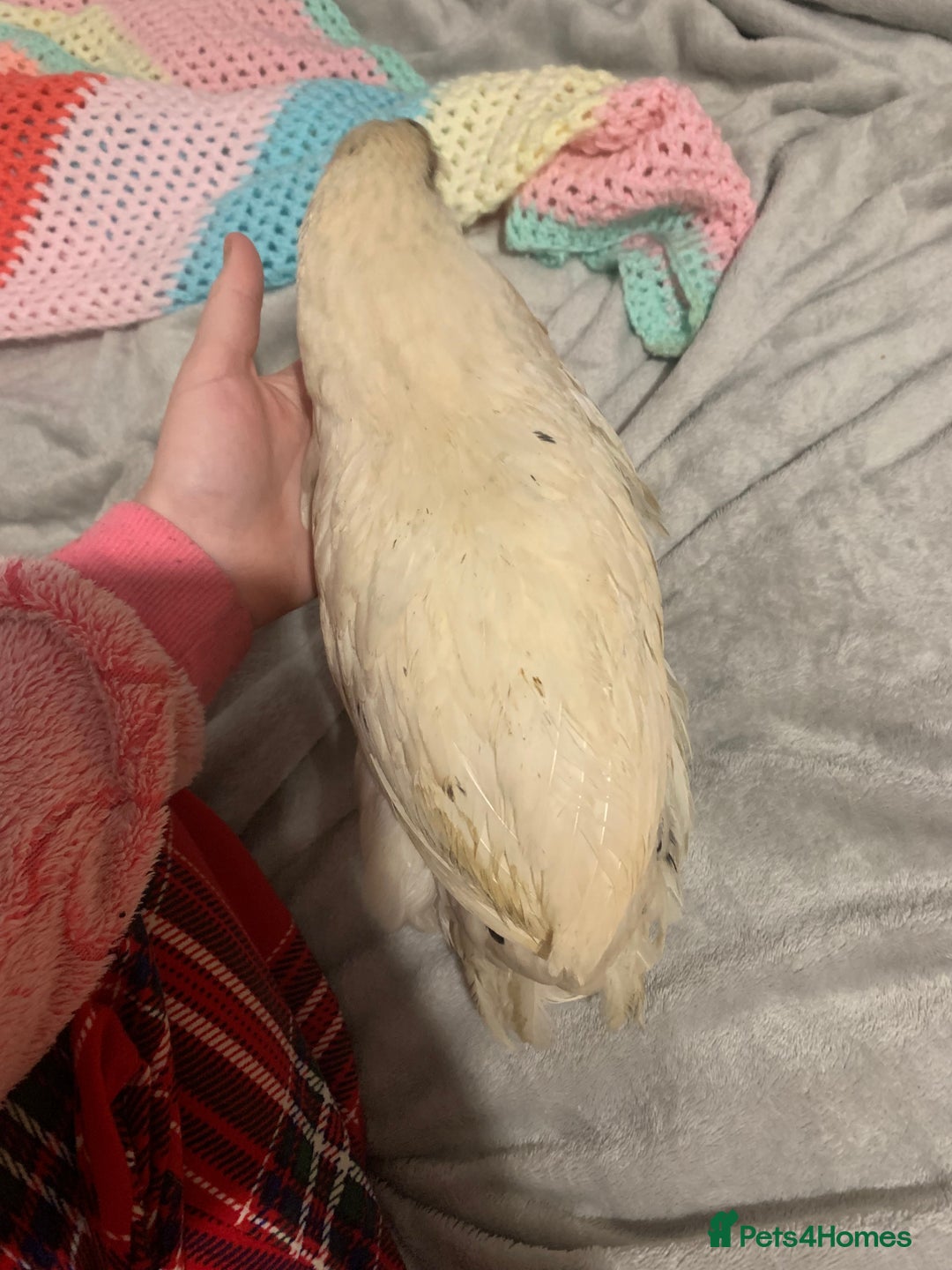 Chickens poultry for sale: 2 chicks for a new home  - Advert 3