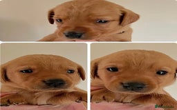 Labrador Retriever dogs for sale: SUPER DARK FOX RED KC LAB PUPS HEALTH TESTED  - Image 1