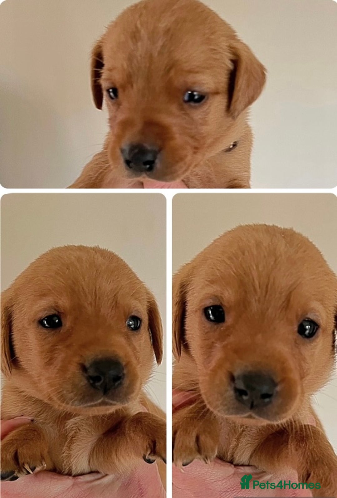 Labrador Retriever dogs for sale: SUPER DARK FOX RED KC LAB PUPS HEALTH TESTED  - Image 1