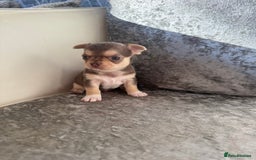 Chihuahua dogs for sale: Exquisite Chihuahua puppies ready now  - Image 9