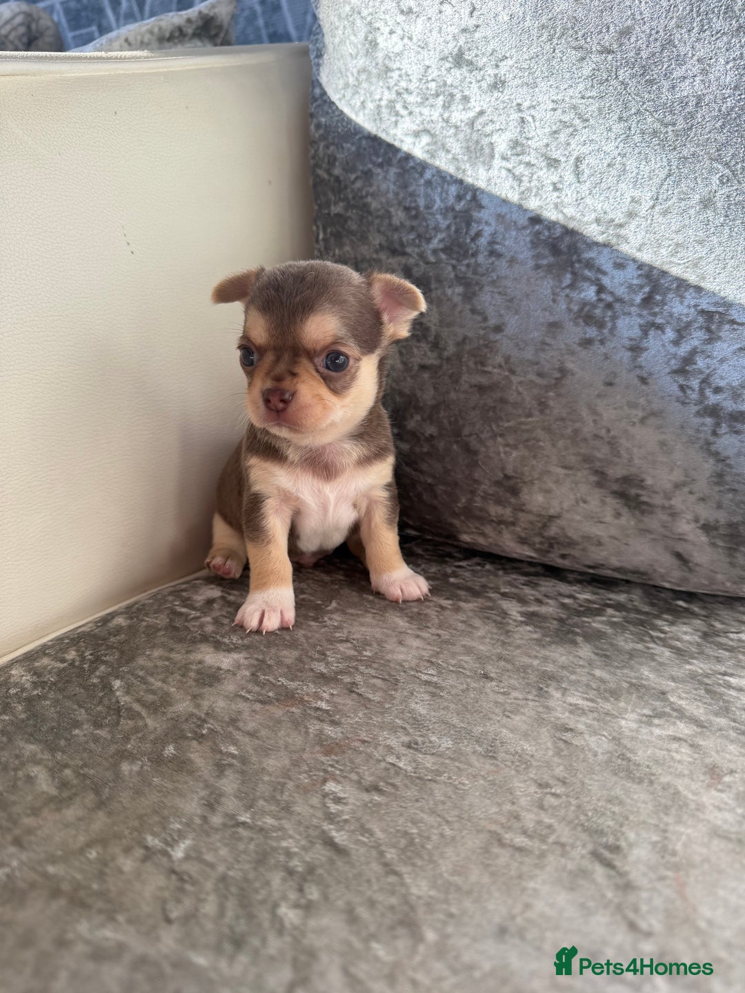 Chihuahua dogs for sale: Exquisite Chihuahua puppies ready now  - Image 9