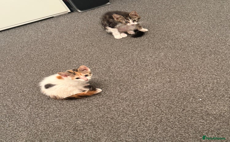 Domestic Shorthair cats - Advert 4
