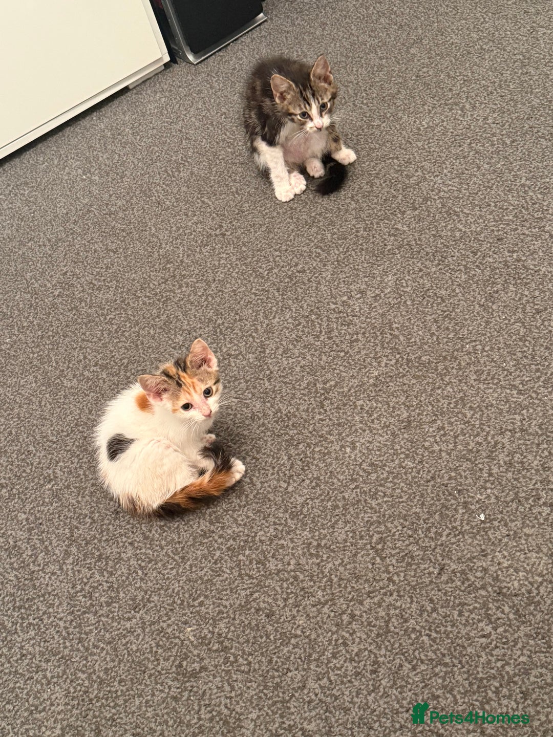 Domestic Shorthair cats for sale: baby kittens  - Image 1