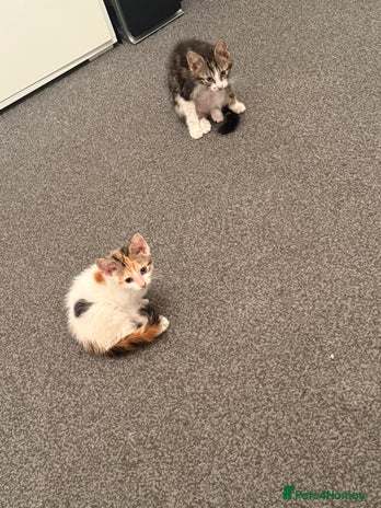 Domestic Shorthair cats - Advert 11