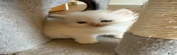 Scottish Fold cats for sale: Gorgeous Scottish Fold & Straight Kittens  in Ayr - Advert 34