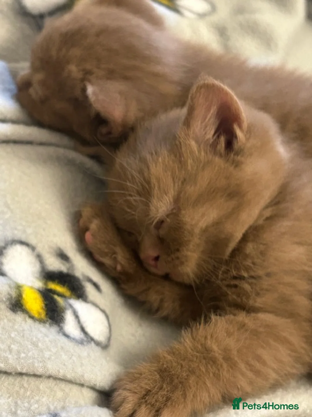 British Shorthair cats for sale: GCCF Cinnamon & Lilac BSH - Advert 14