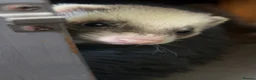 Ferret rodents for sale: Female ferret  - Advert 6