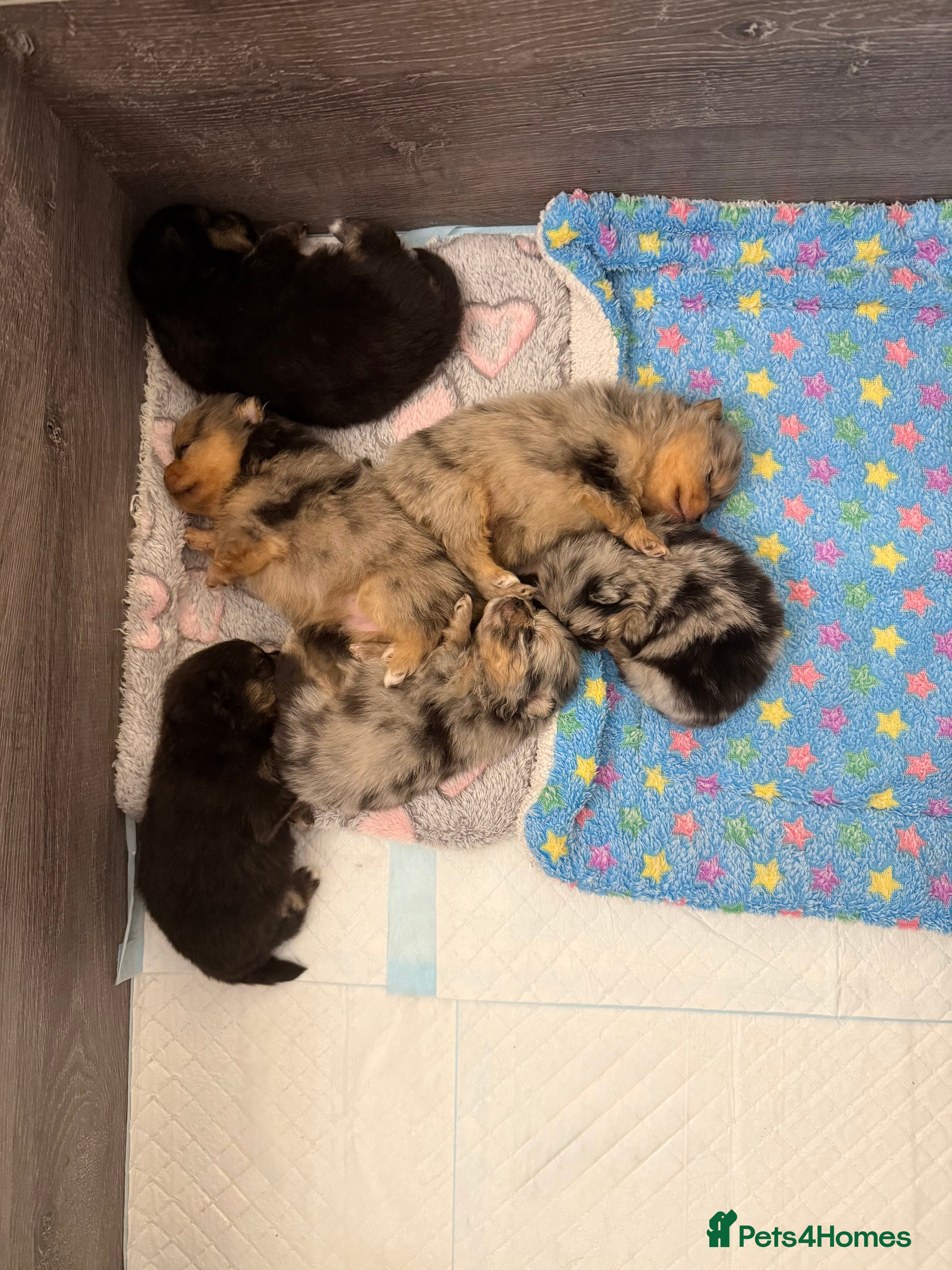 Pomeranian dogs Rare Beautiful Merle Pomeranians 💎 - Advert 11