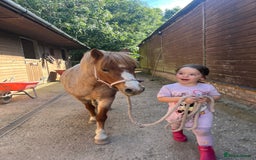 Welsh Section A horses for sale: Toni The Pony 10.3hh Mare 🦄 - Image 4