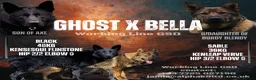 German Shepherd dogs for sale: ALPHA K9 - WORKING LINE GERMAN SHEPHERD - Advert 3