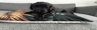 Flat coated Retriever Puppy 3