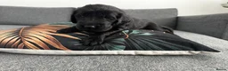 Flat coated Retriever dogs for sale: KC Reg Flat Coated Puppy - Advert 5