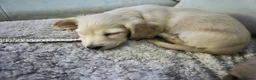 Miniature Dachshund dogs for sale: Playful Creamy Miniature Dachshund Puppies in Portsmouth - Advert 6
