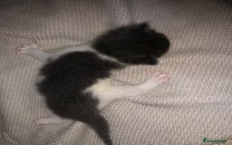 Mixed Breed cats for sale: 5 kittens for sale - Image 5