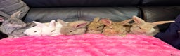 French Lop rabbits for sale: 2 LEFT! 8 Giant French lop x mini lop babies  - Advert 13