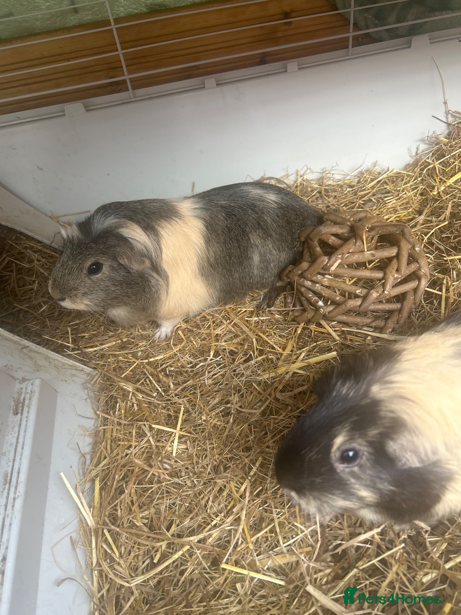Guinea Pig rodents Free For Pick Up  - Advert 11