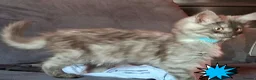 Maine Coon cats for sale: Pets or Breeding Maine Coon kittens in Manchester - Advert 15