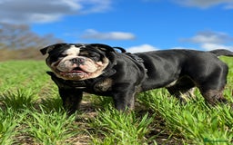 Olde English Bulldogge dogs for stud: Olde English Bulldogge (Black, white and brindle) - Image 14